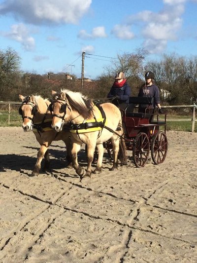 Les amis du cheval d'Asnières ©Amis du cheval.jpg_1