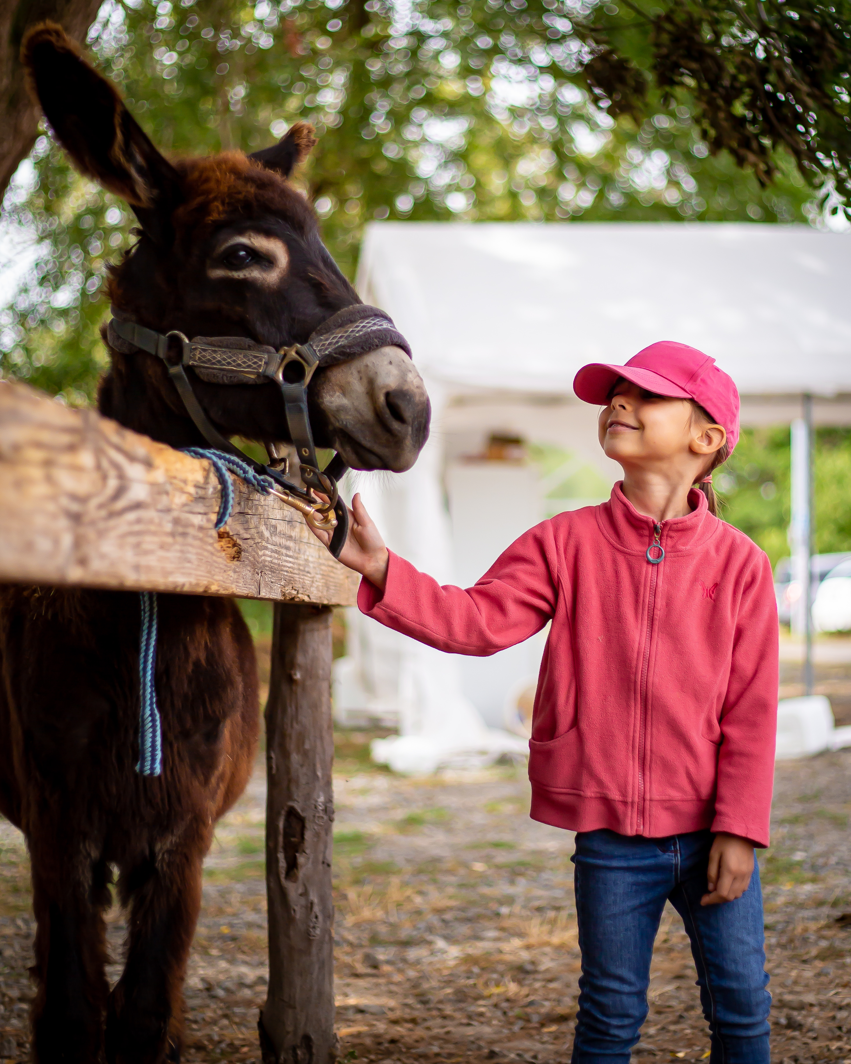 Rencontre entre un âne et un enfant