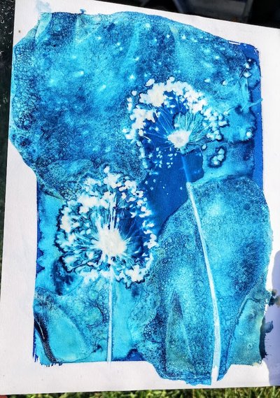 Cyanotype_amalgamecreation