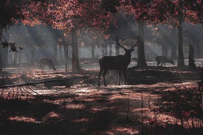 40 - Sortie brame du cerf